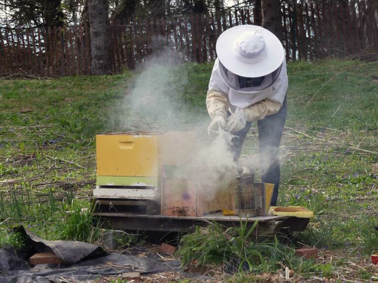 Beekeeping for Newbees and Wannabees - Claire Jones Landscapes